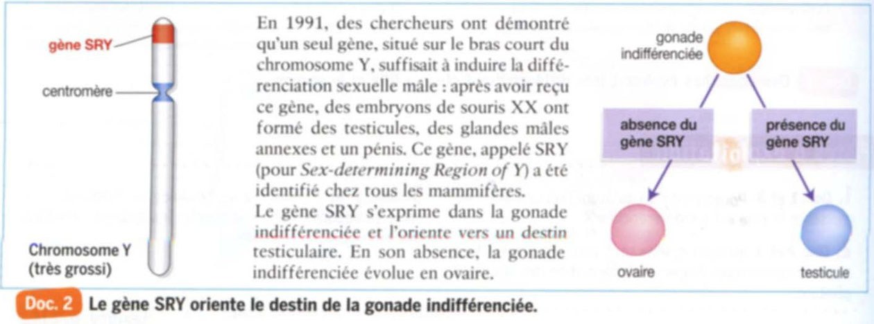 Rôle du gène SRY dans la détermination du sexe.